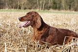 SETTER IRLANDAIS 378